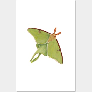 Luna Moth Posters and Art